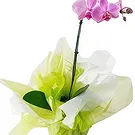 flores Sao Paulo floristeria -  Elección de lima Ramo de flores/arreglo floral