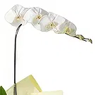 flores Sao Paulo floristeria -  caja de amor Ramo de flores/arreglo floral