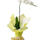 flores Sao Paulo floristeria -  Regalo elegante Ramo de flores/arreglo floral