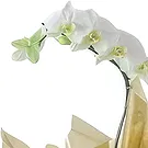 Santa Maria da Boa Vista flowers  -  Friends Choice Flower Bouquet/Arrangement