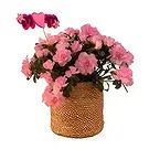 Adma flowers  -  Majesty Collection  Flower Bouquet/Arrangement