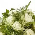 Denmark flowers  -  Sweet white rose Flower Bouquet/Arrangement