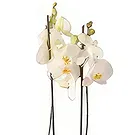 Al Shamkha flowers  -  Naturally  Grow  Flower Bouquet/Arrangement