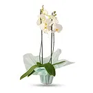 Al Shamkha flowers  -  Soft & Light Flower Bouquet/Arrangement