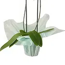 Al Shamkha flowers  -  Soft & Light Flower Bouquet/Arrangement