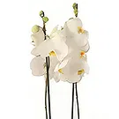 Al Shamkha flowers  -  Luxury Choice Flower Bouquet/Arrangement