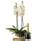 Al Shamkha flowers  -  Luxury Choice Flower Bouquet/Arrangement