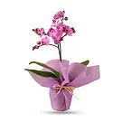 Al Shamkha flowers  -  Orchid Opulence Gifts Flower Bouquet/Arrangement