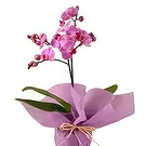 Al Shamkha flowers  -  Orchid Opulence Gifts Flower Bouquet/Arrangement