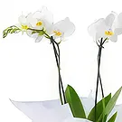 Al-Muwaihat 2 Blumen Florist- Weißes Paket Bouquet/Blumenschmuck