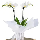 Al-Muwaihat 2 Blumen Florist- Weißes Paket Bouquet/Blumenschmuck