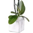Al Shamkha flowers  -  Double Choice Flower Bouquet/Arrangement