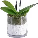Al Shamkha flowers  -  White Stone Flower Bouquet/Arrangement