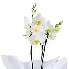 Al Shamkha flowers  -  Symbolize Love Flower Bouquet/Arrangement