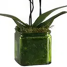 Al Shamkha flowers  -  Luxury Stem Flower Bouquet/Arrangement