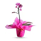 Al Shamkha flowers  -  Beautifull Wrapping Flower Bouquet/Arrangement