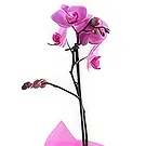 Al Shamkha flowers  -  Beautifull Wrapping Flower Bouquet/Arrangement