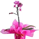 Al Shamkha flowers  -  Beautifull Wrapping Flower Bouquet/Arrangement