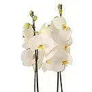 Al Shamkha flowers  -  Flowering Plant Flower Bouquet/Arrangement