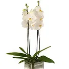 Al Shamkha flowers  -  Flowering Plant Flower Bouquet/Arrangement