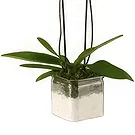 Al Shamkha flowers  -  Flowering Plant Flower Bouquet/Arrangement