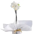 Al Shamkha flowers  -  Royal Velvet Choice Flower Bouquet/Arrangement