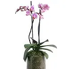 Al Shamkha flowers  -  Orchid Oasis Flower Bouquet/Arrangement