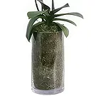 Al Shamkha flowers  -  Orchid Oasis Flower Bouquet/Arrangement