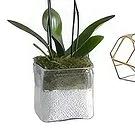 Al Shamkha flowers  -  Enchanted Choice Flower Bouquet/Arrangement