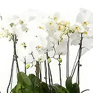 Al Shamkha flowers  -  Whispering Petals Flower Bouquet/Arrangement