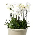 Al Shamkha flowers  -  Whispering Petals Flower Bouquet/Arrangement