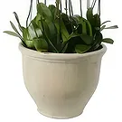 Al Shamkha flowers  -  Whispering Petals Flower Bouquet/Arrangement
