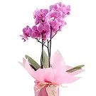 Al Shamkha flowers  -  Majestic Orchid  Flower Bouquet/Arrangement