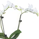 Al Shamkha flowers  -  My choice Flower Bouquet/Arrangement