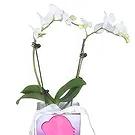 Al Shamkha flowers  -  My choice Flower Bouquet/Arrangement