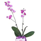 Al Shamkha flowers  -  Double Stem Flower Bouquet/Arrangement