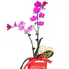 Al Shamkha flowers  -  Golden Topper Flower Bouquet/Arrangement