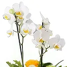 Al-Muwaihat 2 Blumen Florist- Gelbes Band Bouquet/Blumenschmuck