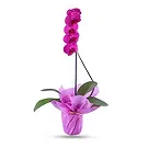 Al Shamkha flowers  -  Nature Love Flower Bouquet/Arrangement