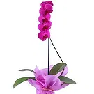 Al Shamkha flowers  -  Nature Love Flower Bouquet/Arrangement