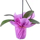 Al Shamkha flowers  -  Nature Love Flower Bouquet/Arrangement