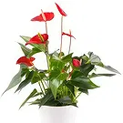 Berlin flowers  -  Unique Display Flower Bouquet/Arrangement