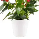 Berlin flowers  -  Unique Display Flower Bouquet/Arrangement