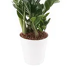 Berlin flowers  -  Royal Selection Flower Bouquet/Arrangement