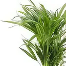 fleuriste fleurs de Berlin- Best-seller Bouquet/Arrangement floral
