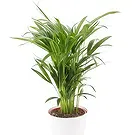 fleuriste fleurs de Berlin- Best-seller Bouquet/Arrangement floral