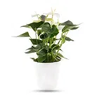 Berlin flowers  -  Pure Fragrence Flower Bouquet/Arrangement