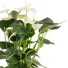 Berlin flowers  -  Pure Fragrence Flower Bouquet/Arrangement