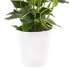 Berlin flowers  -  Pure Fragrence Flower Bouquet/Arrangement