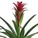 flores Al-Haradi floristeria -  Bromelia Ramo de flores/arreglo floral